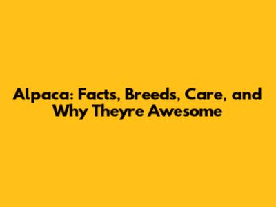 Alpaca: Facts, Breeds, Care, and Why They're Awesome