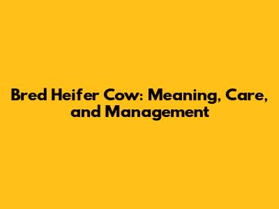 Bred Heifer Cow: Meaning, Care, and Management