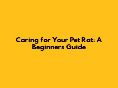 Caring for Your Pet Rat: A Beginner's Guide