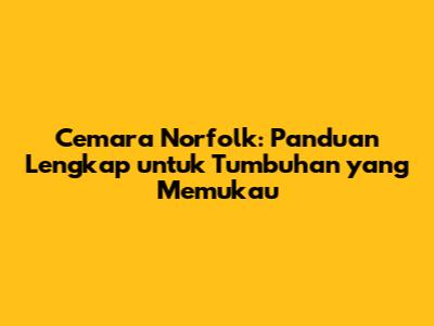 Cemara Norfolk: Panduan Lengkap untuk Tumbuhan yang Memukau
