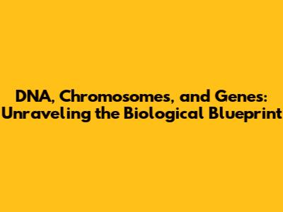 DNA, Chromosomes, and Genes: Unraveling the Biological Blueprint
