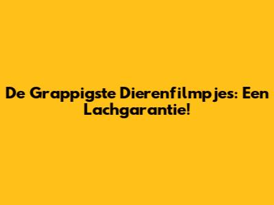 De Grappigste Dierenfilmpjes: Een Lachgarantie!