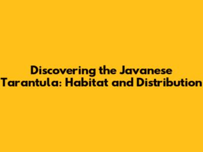 Discovering the Javanese Tarantula: Habitat and Distribution