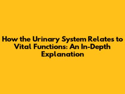 How the Urinary System Relates to Vital Functions: An In-Depth Explanation