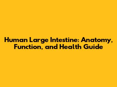 Human Large Intestine: Anatomy, Function, and Health Guide