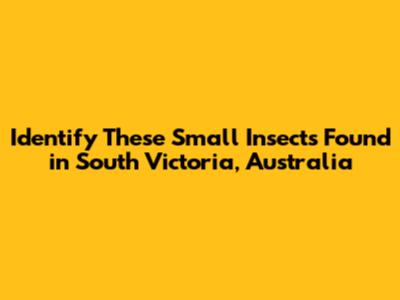 Identify These Small Insects Found in South Victoria, Australia