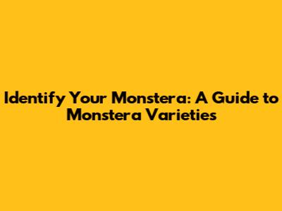Identify Your Monstera: A Guide to Monstera Varieties