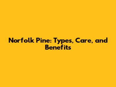 Norfolk Pine: Types, Care, and Benefits
