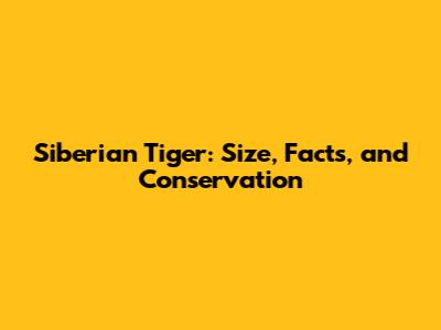 Siberian Tiger: Size, Facts, and Conservation
