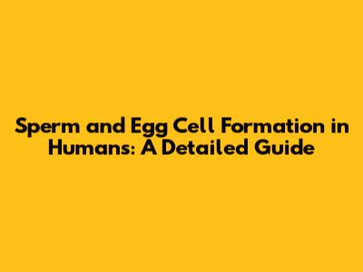Sperm and Egg Cell Formation in Humans: A Detailed Guide