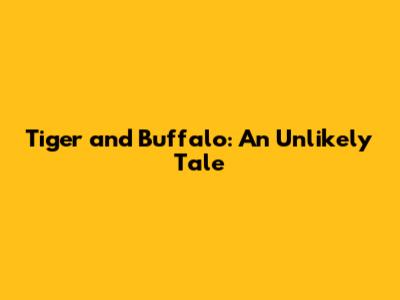 Tiger and Buffalo: An Unlikely Tale